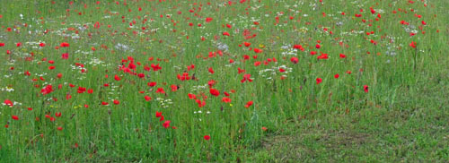 Great Denham Poppies